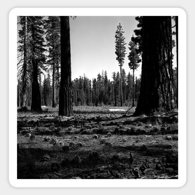 Near Hetch-Hetchy in Yosemite N.P. Sticker by rodneyj46